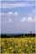 Cathedral over rape fields